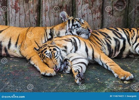 Two bengal tigers sleeping stock image. Image of hair - 114674421