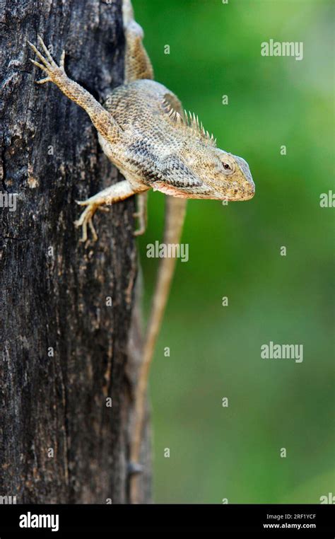 Oriental Garden Lizard Calotes Versicolor Male Keolade Indian