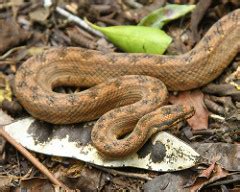 Cuban Wood Snake Facts and Pictures