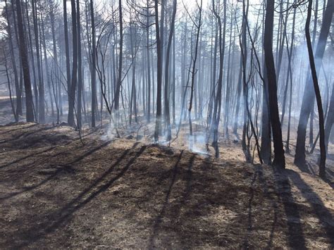 Una Colilla Probable Causa Del Incendio Forestal De Sant Feliu Sasserra