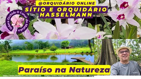 Um Orquid Rio Em Um Para So Na Natureza Rios Cachoeiras Aves E