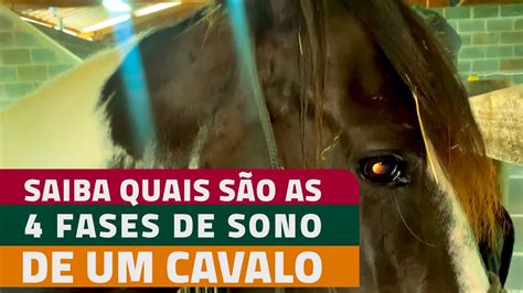 Fases Do Sono De Um Cavalo Youtube