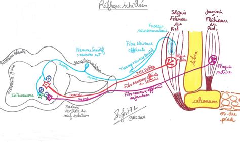 Fonctionnement Du Cerveau