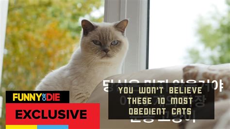 You Won T Believe These 10 Most Obedient Cats Youtube