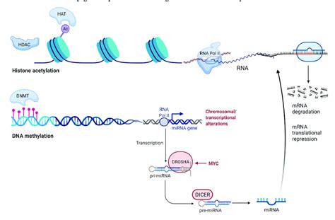 This diagram summarises the complexity of epigenetic modifications. DNA... | Download Scientific ...