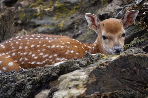 Zu Besuch Im Tierpark Nordhorn Sikakalb Lockdown Ems Vechte Welle