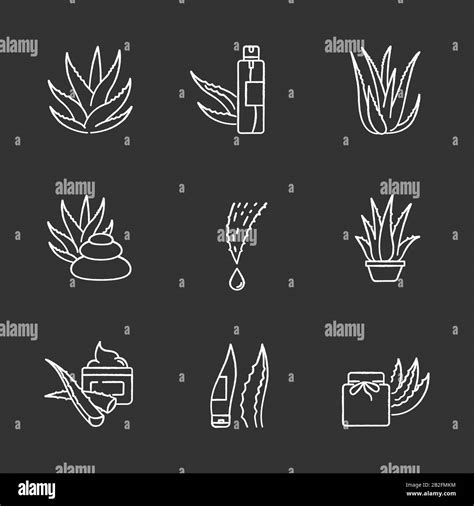 Aloe Vera Chalk White Icons Set On Black Background Organic Cosmetical