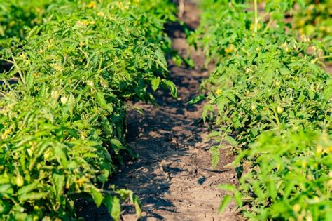 Premium Photo | Tomato beds in the garden growing vegetables