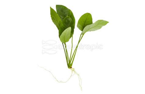 Anubias Nana M Quality Marine