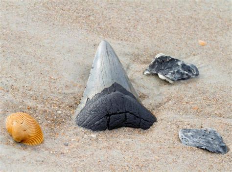 The 9 Best Beaches to Find Shark Teeth in Florida