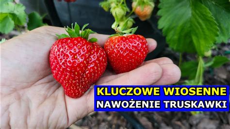 Kluczowe Nawo Enie Truskawek Wiosenne Jak I Kiedy Nawozi Truskawk