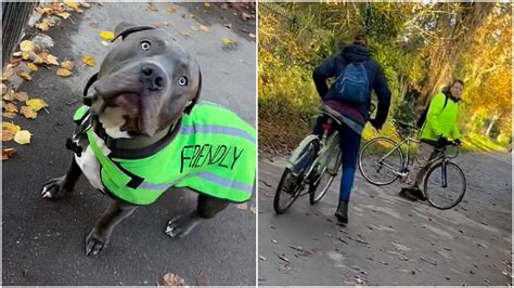 Un Ciclista Attacca La Proprietaria Di Un Pitbull Definendolo Pericoloso