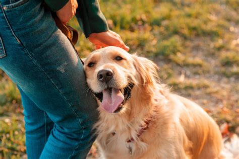 『優しい犬種』5選！性格が温厚と言われている理由と飼う時に注意すべきポイントとは？ わんちゃんホンポ