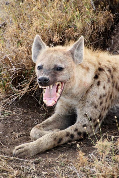 Hyena Teeth