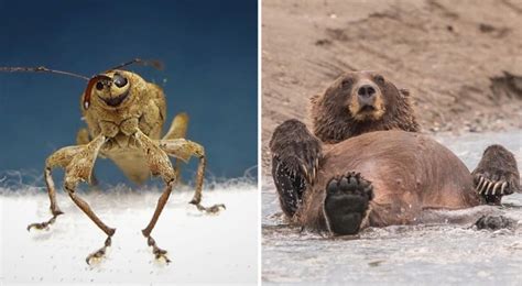 Photographi Au Kenya Un Spectaculaire Z Bre Pois Curioctopus Fr