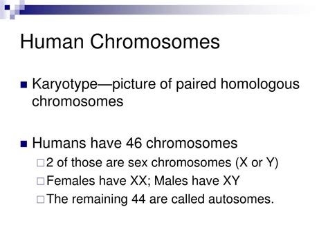 Ppt The Human Genome Powerpoint Presentation Free Download Id545339