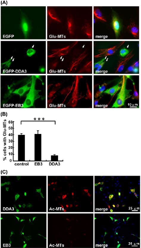 Post Translational Modifications Of Mts In Cells Overexpressing Dda