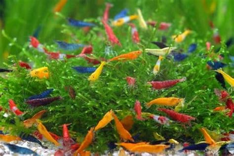 Amazon Sf Aquatic High Grade Neocaridina Live Freshwater Aquarium