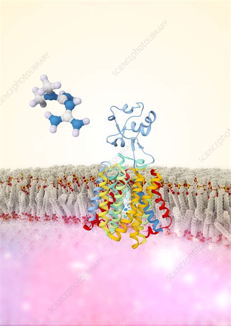 Metformin antidiabetic drug action, illustration - Stock Image - C059/2737 - Science Photo Library