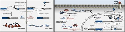 读一文掌握lncrna研究套路 丁香实验