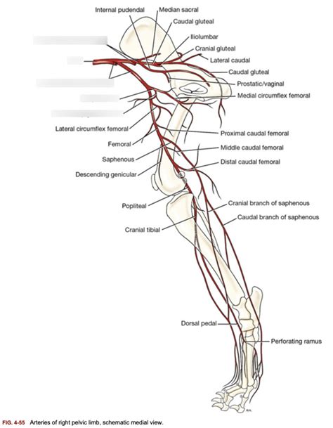 Arteries Of The Pelvic Limb Diagram Quizlet