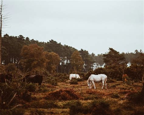 Best Things To Do In Brockenhurst New Forest Collection