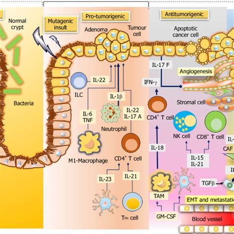 Colorectal Cancer Pathways