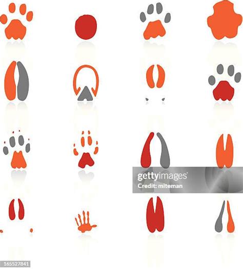 46 Pig Footprint Stock Photos High Res Pictures And Images Getty Images