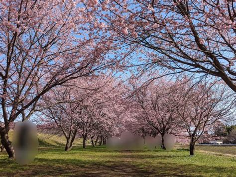 【坂戸市】2022年春。ただいま北浅羽桜堤公園の安行寒桜が見頃を迎えています！ 号外net 坂戸市・鶴ヶ島市・東松山市