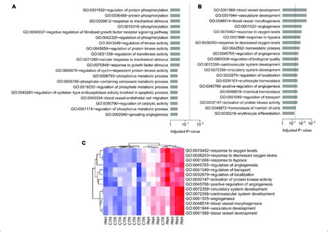 GO Biological Process Analysis In Hif2a KD VHL Deficient Human CcRCC