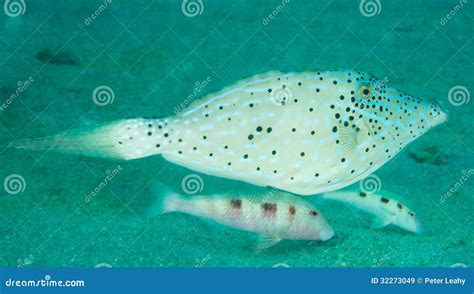 An Atlantic Ocean Species Of Fish Royalty Free Stock Images - Image ...