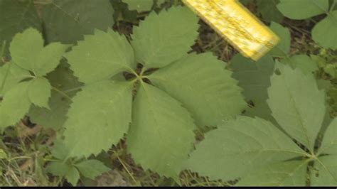 How To Identify Poison Ivy