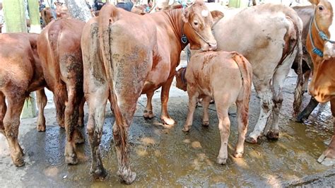 Ambing SuperSapi Babon Ambing Bagus Banyak Pilihan Pasar Sapi