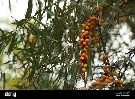 Sea Buckthorn Shrub With Ripe Berries Growing Outdoors Stock Photo Alamy