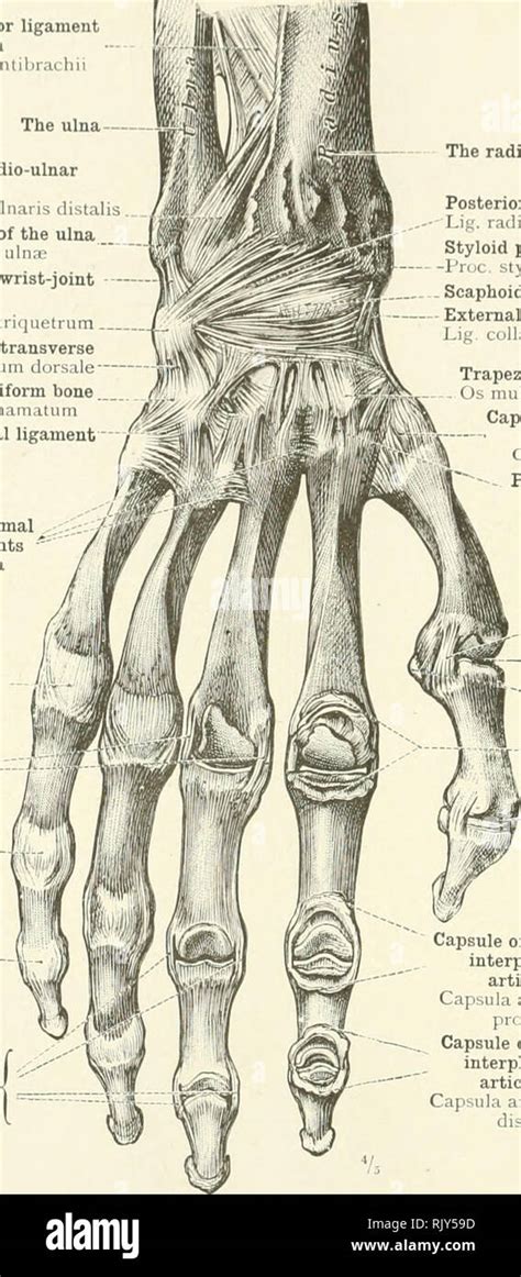 Legamento Trasverso Del Carpo Immagini E Fotografie Stock Ad Alta