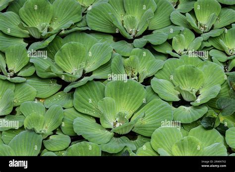 Closeup Of Water Lettuce Pistia Stratiotes Flowing On The Surface Of