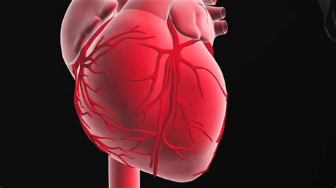 Immagini Del Cuore Umano Vero Anatomia Di Il Cuore Um