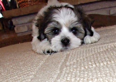 Havachon (Havanese-Bichon Frise Mix) Info, Temperament, Pictures