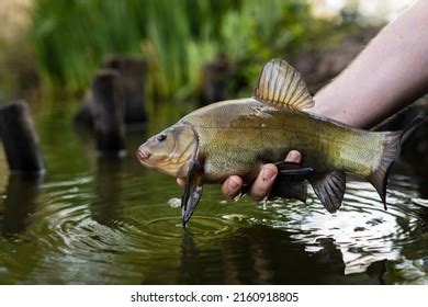 Tench Royalty Free Images Stock Photos Pictures Shutterstock