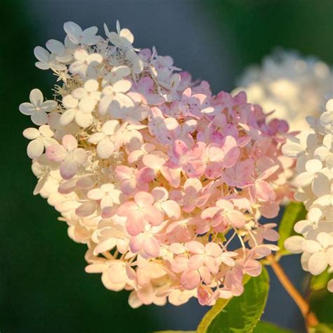 Panicle Hydrangea Sweet Summer Hydrangea Paniculata My Garden Life