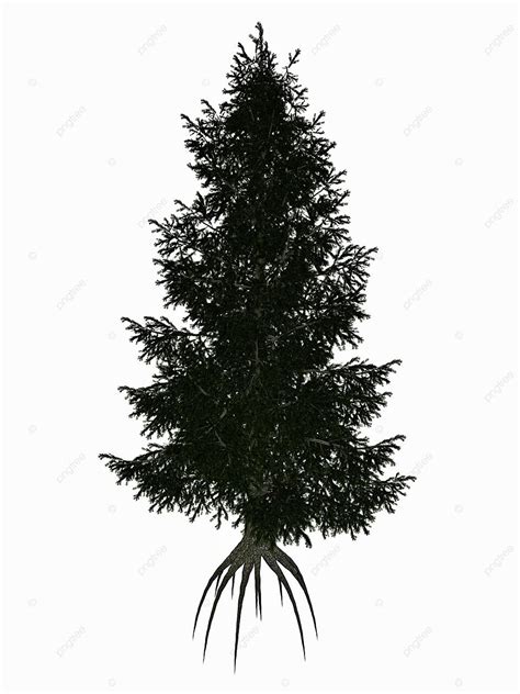 عرض ثلاثي الأبعاد لشجرة Picea Pungens المعروفة أيضًا باسم شجرة التنوب