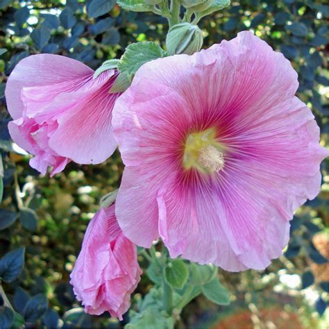 Roses Trémières Plants et Semences BIO Finistère