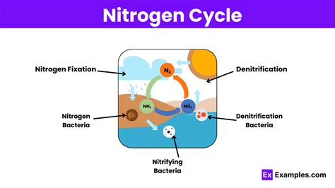 Nitrogen Cycle Definition Types Importance Stages Faqs