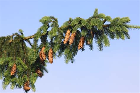 Norway Spruce Needle Free Photo On Pixabay Pixabay