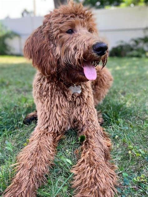 Irish Doodle: Meet The Perfect Family Dog [Breed Guide]