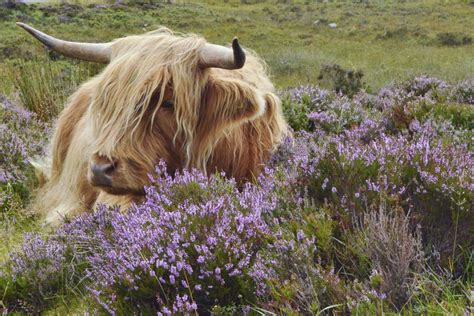 Heather Season In Scotland Luxury Scotland Tours