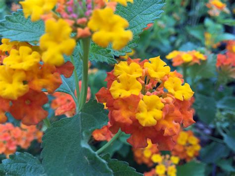 Texas Lantana | Southwest Nursery | Wholesale Landscaping Supplies ...