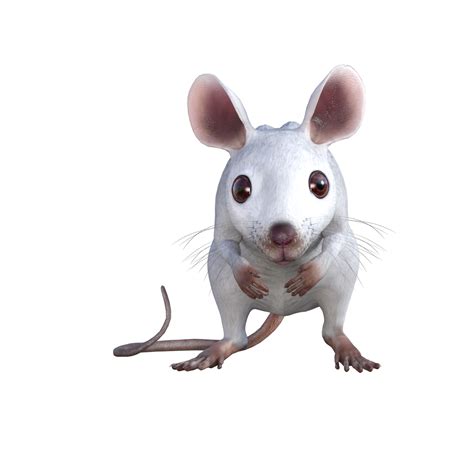 White Mouse 3d Rendering 13195859 Png