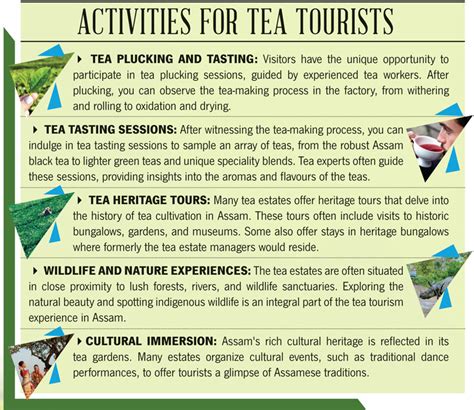 Exploring The Essence Of Assam A Journey Through Tea Tourism Open The Magazine