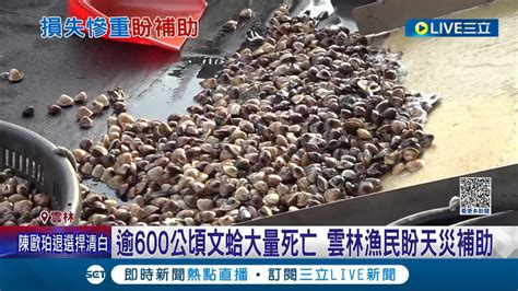 蛤 台灣人年吃 15億顆 蛤蜊 逾600公頃文蛤大量死亡 氣候影響業者損失大 雲林漁民盼天災補助 中西式料理百搭款 台人愛吃海產 蛤蜊 居冠│【live大現場】20230522│三立新聞